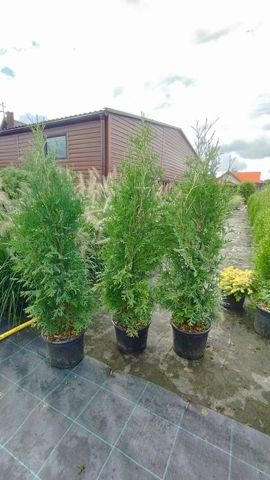 Thuja tuja  szmaragd,brabant,columna