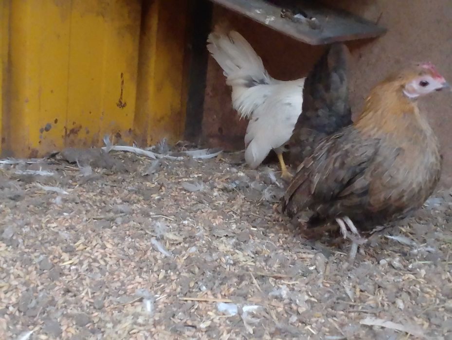 Serama malezyjska para