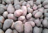 Ziemniaki bellarosa