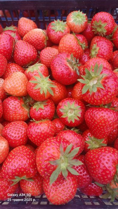 Саженцы винограда – редкие и популярные сорта! Клубника