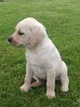Labrador Retriever piesek