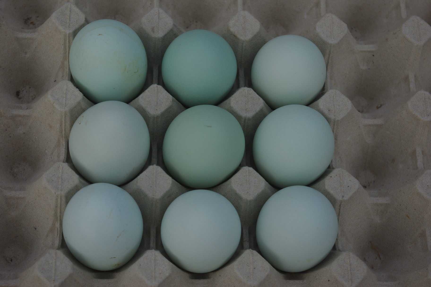 Legbar Cream , Marans , Jaja Lęgowe