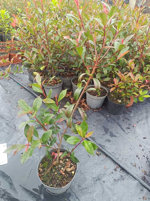 Photinia/ fotinia para jardim