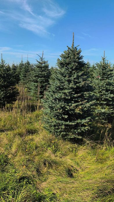 Świerk Kłujący cięty 175 - 250 cm lub w donicy 60-180 cm/ TuChoinki.pl