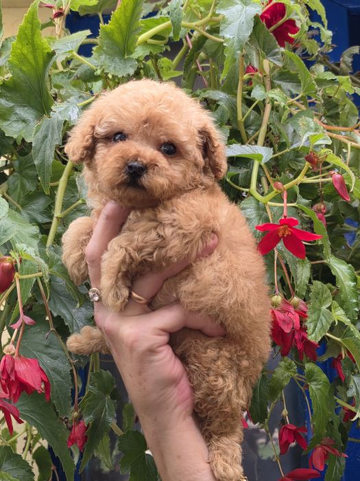 Pudel toy śliczna dziewczynka