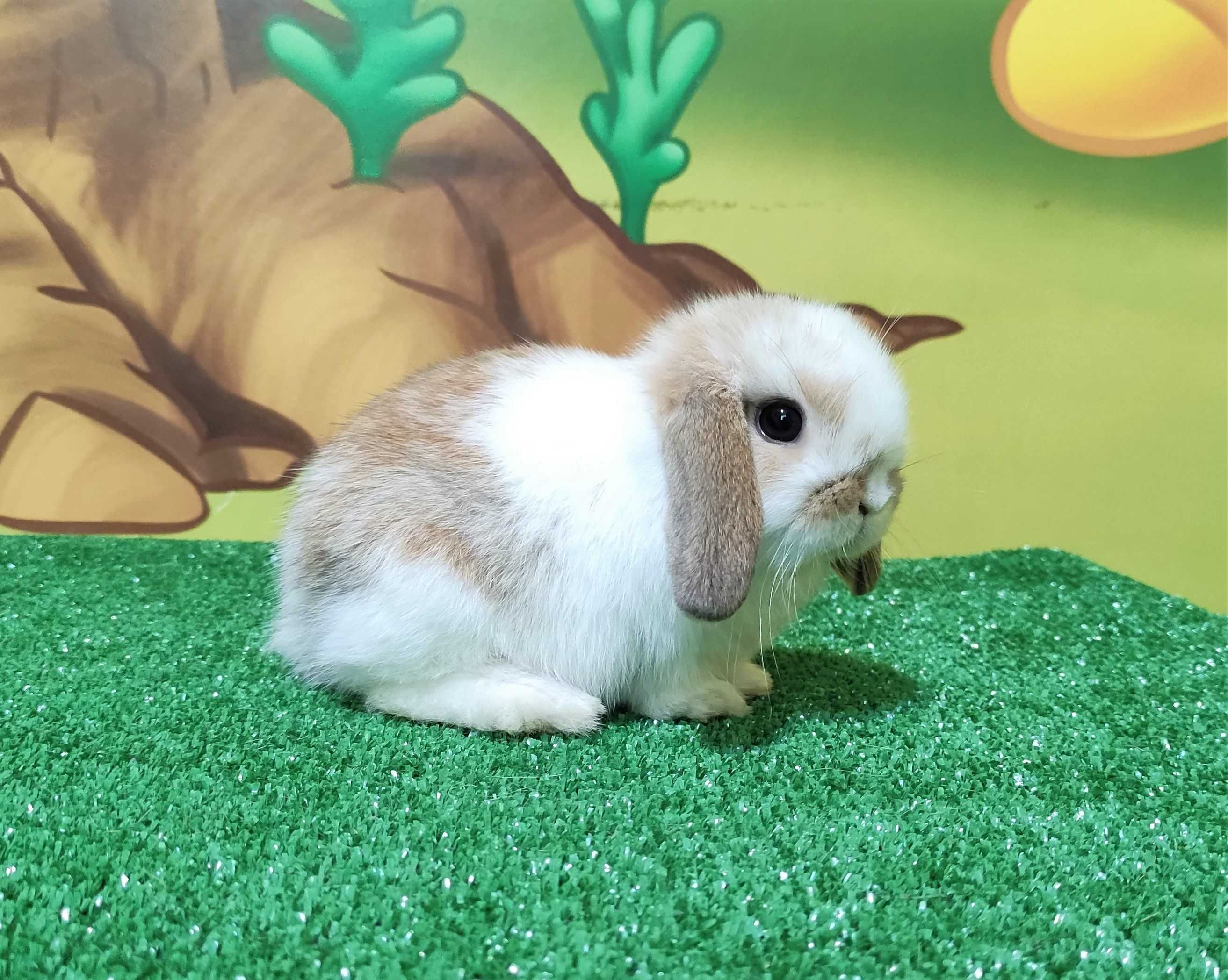 Mini Lop szamczyk biało rudy  królik baranek miniaturka teddy