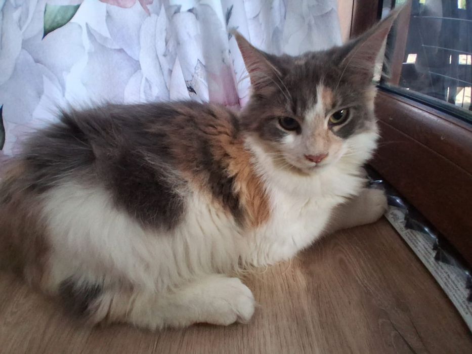 Kotek Maine Coon - rodowód FPL