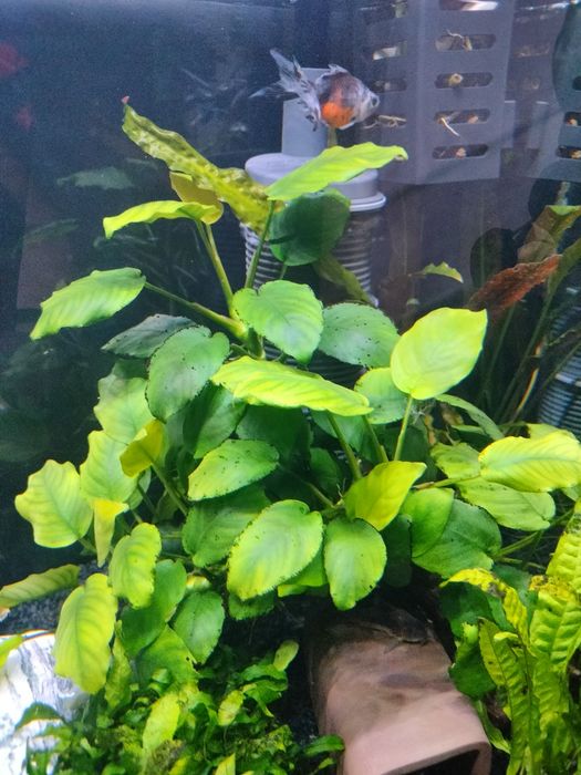 Anubiasy do akwarium