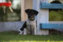 Jack Russel Terrier szczeniak