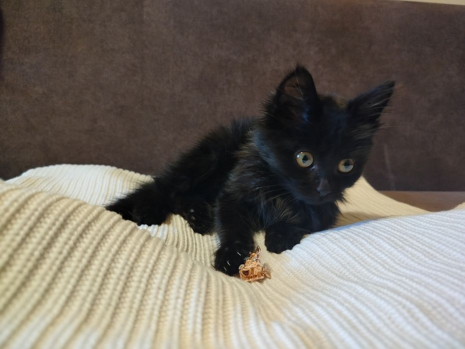 Кошеня дівчинка  котенок