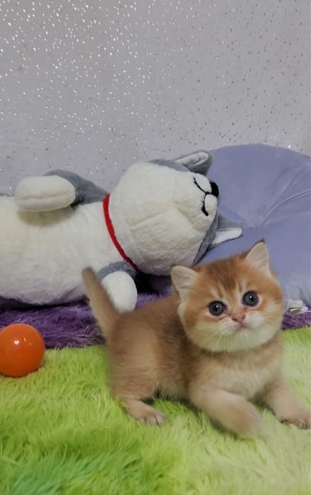 Грайлива дівчинка золота шиншила