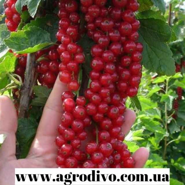 Саджанці плодових дерев, кущів, троянд на agrodivo.com.ua