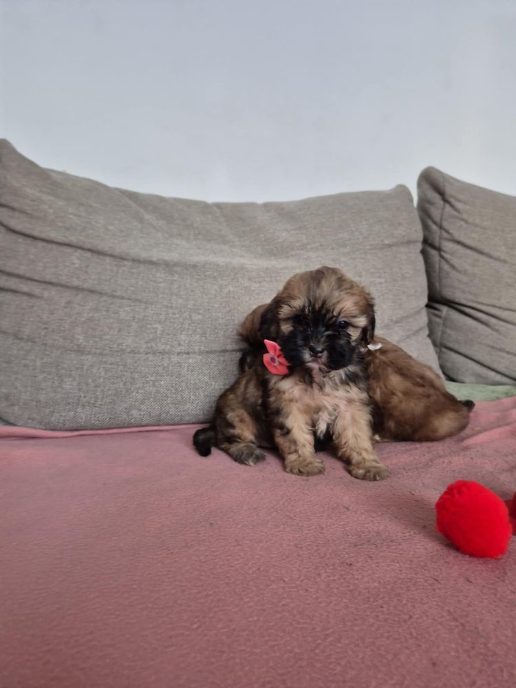 Śliczna suczka Shihpoo (Shih-tzu & Pudel Toy)