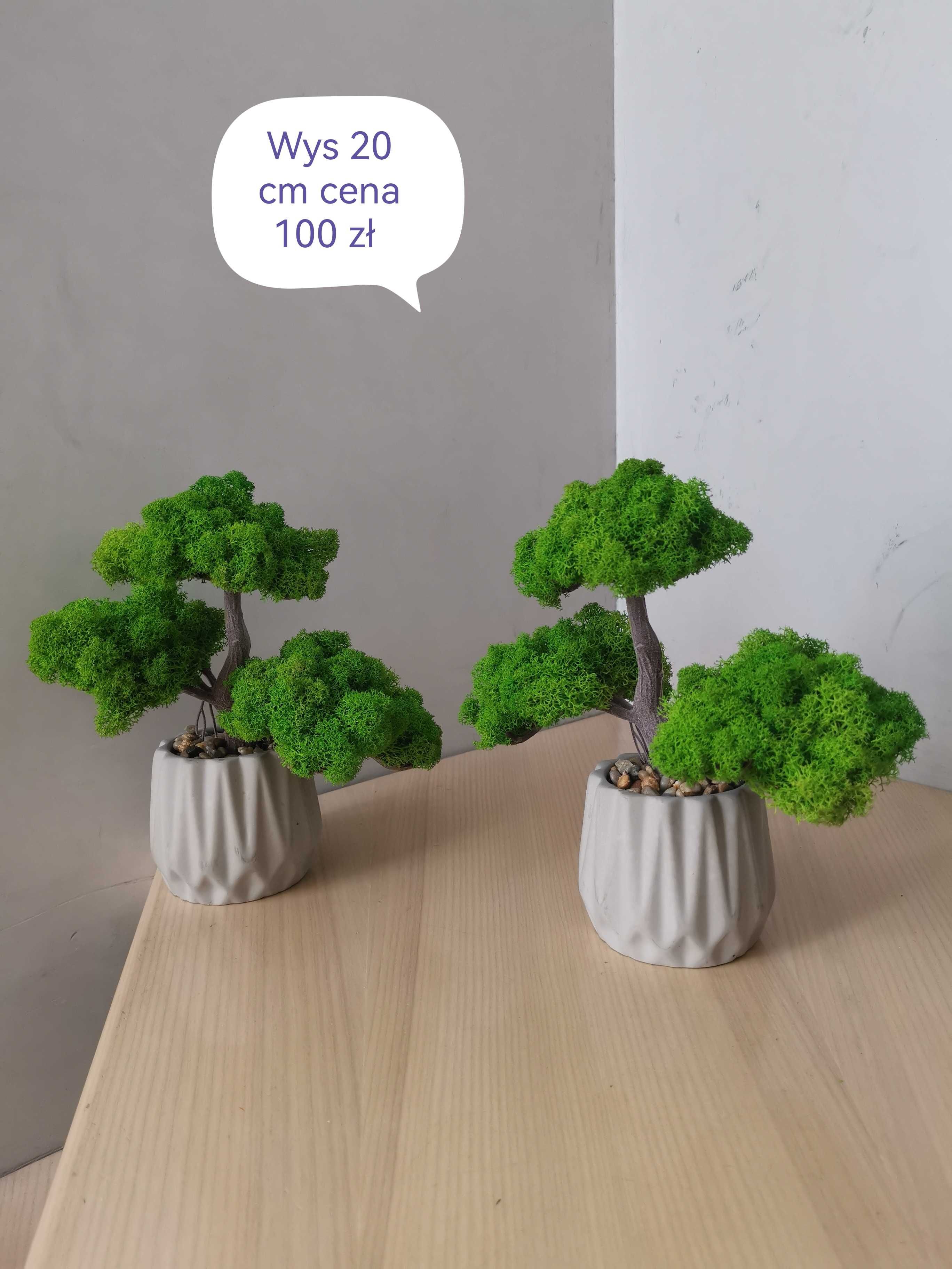Drzewa bonsai z mchu chrobotka fińskiego