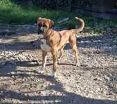 Dou cão raça boxer