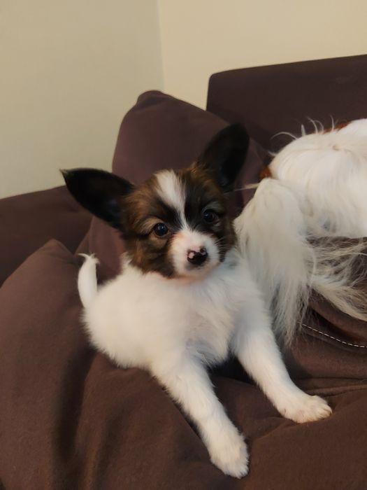 Солодкий папійон ( папільон)