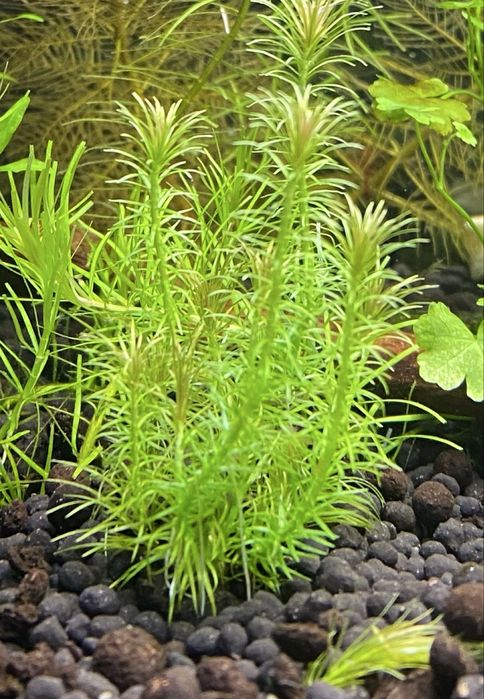 Mayaca Santarem Red- roślinka akwarystyczna