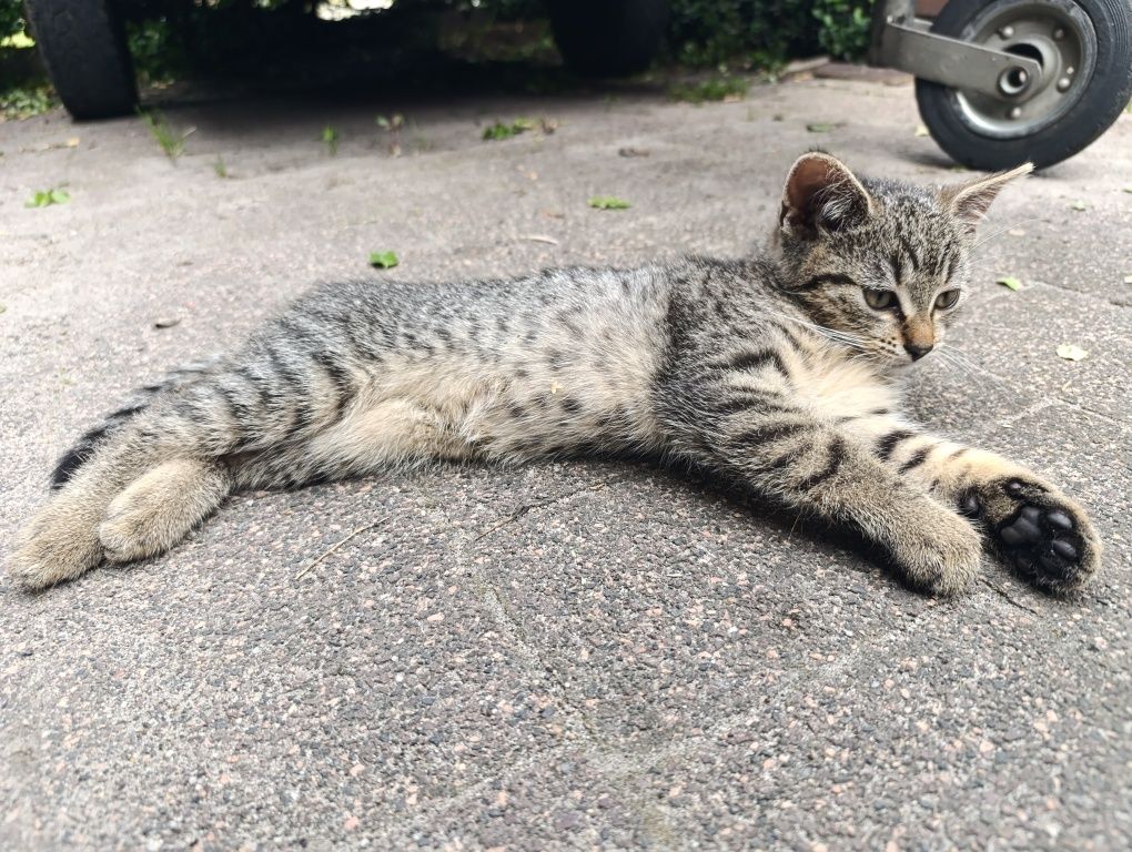 Młoda kotka do adopcji