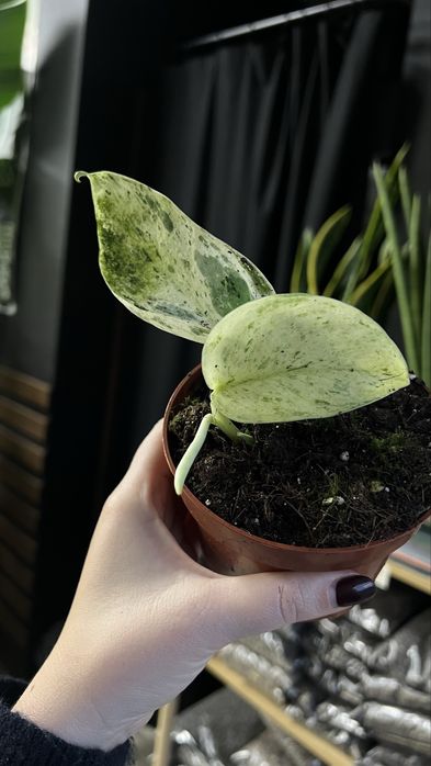 scindapsus jade satin marble