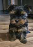 Piesek Yorkshire terrier