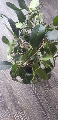 Hoya Hoja australis - cała zielona - roślina prowadzona na owalu