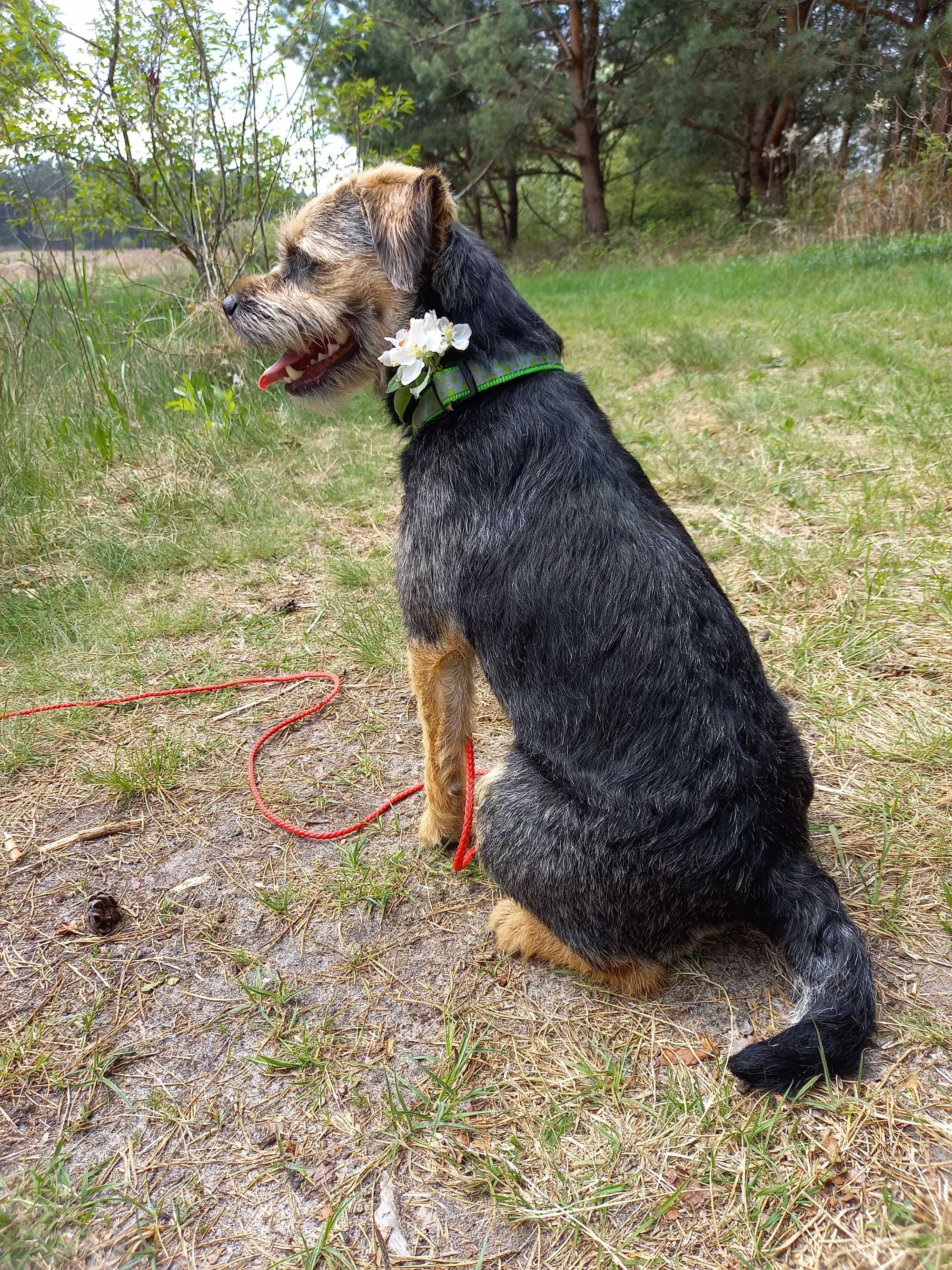 Border Terrier FCI, ZKwP - REZERWACJA 2024 - domowa hodowla