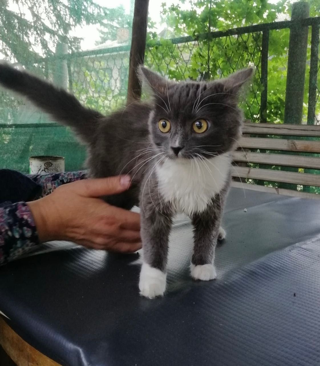 Котята котики красивый котенок девочка