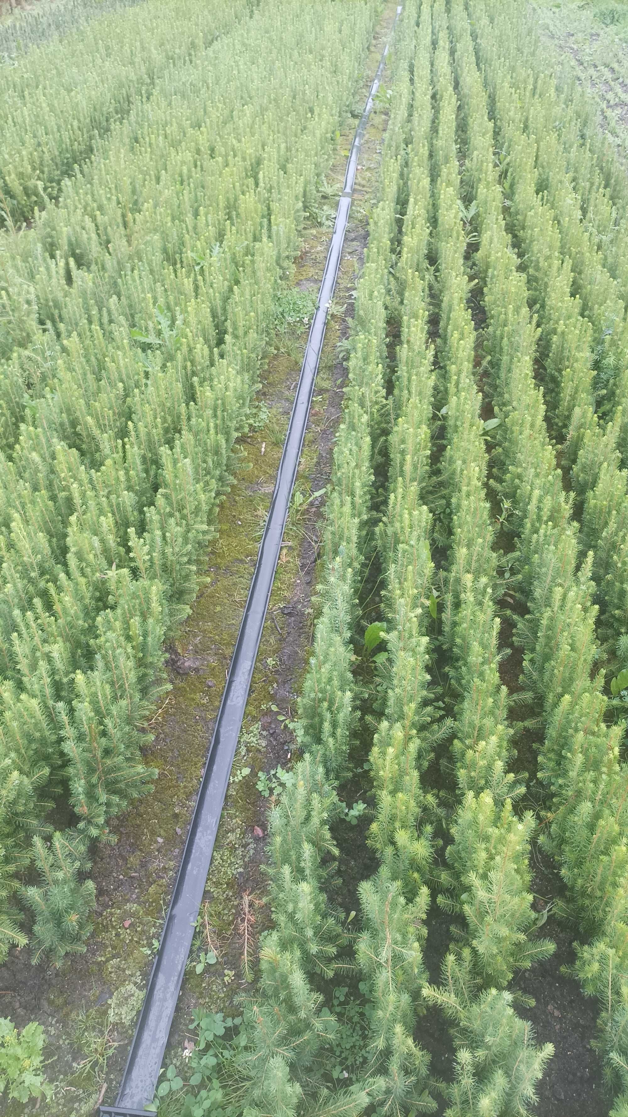 Sadzonki świerka pospolitego zwykły choinki wysyłka Picea Abies