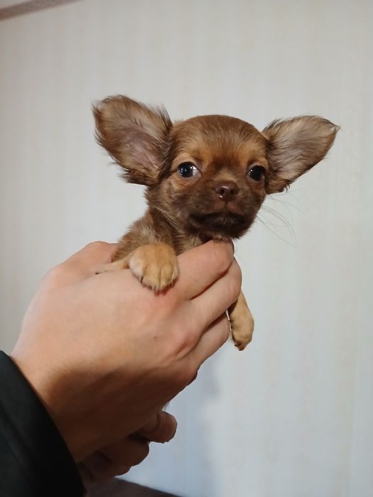 Продам   цуценя  Чіхуахуа міні Бориспіль