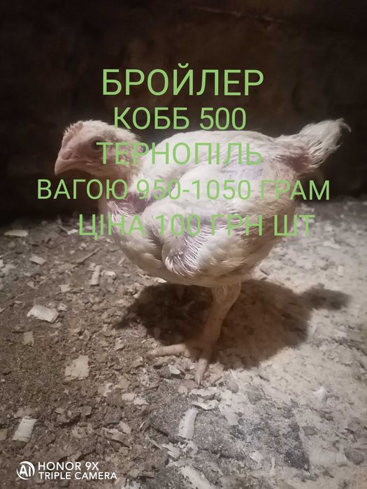 Курчата  950-1050 грам на відрощення.