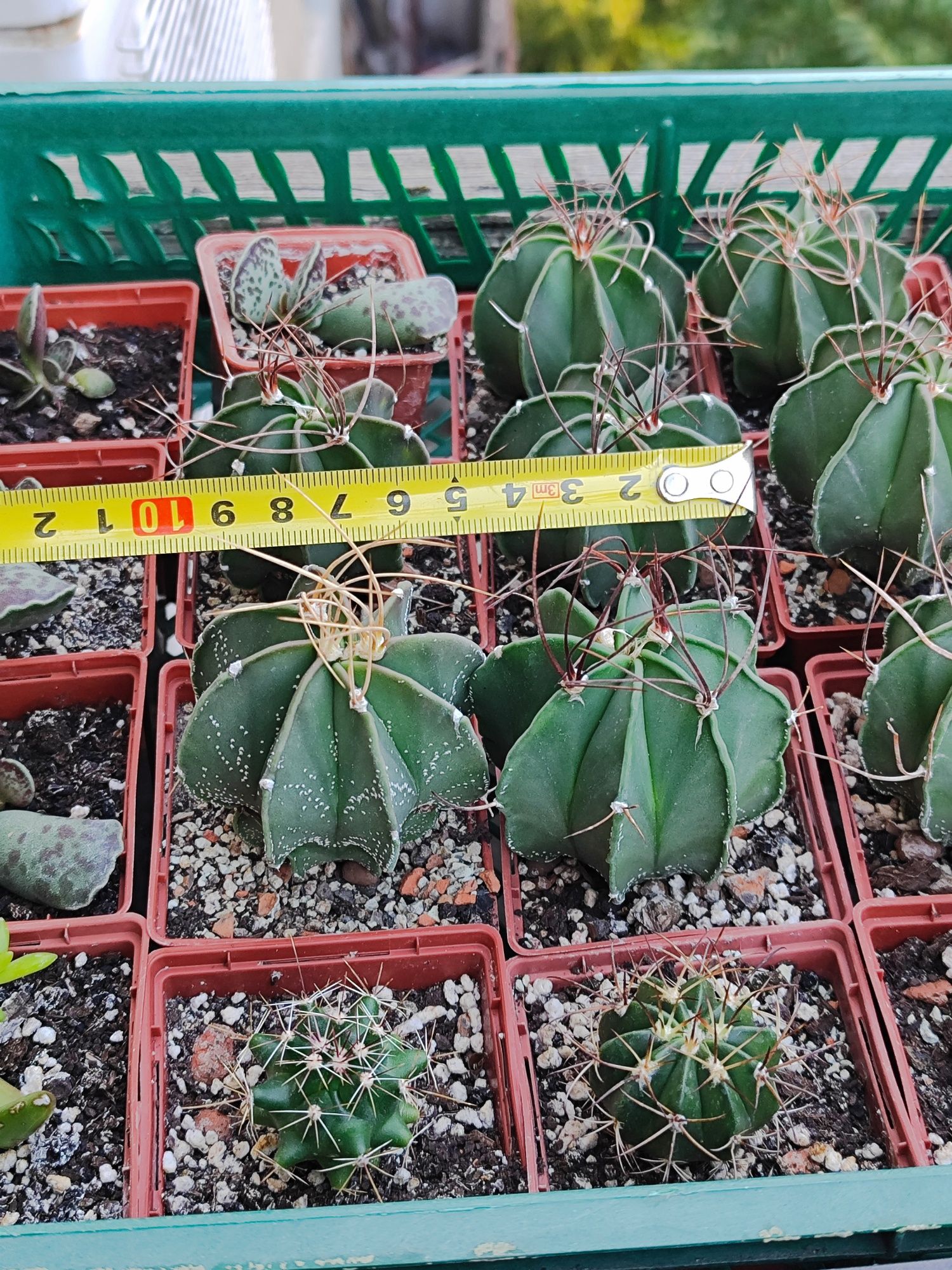 65гр. Astrophytum, Melocactus.