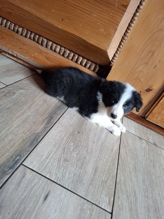 Piesek border collie