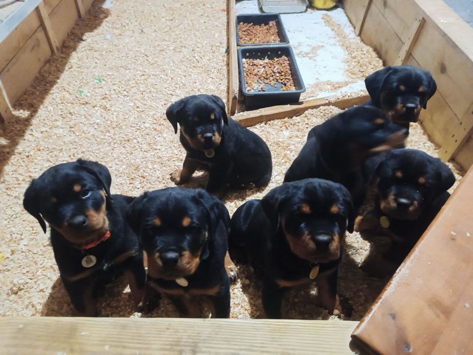 Цуценята ротвейлера.