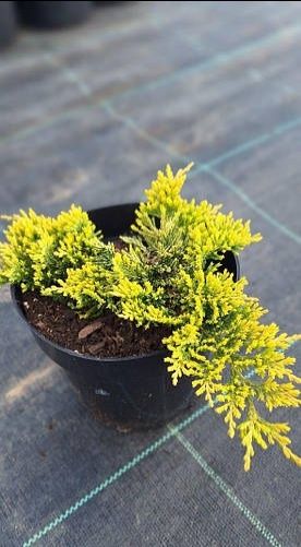 Можжевельники Blue Carpet,Golden Carpet