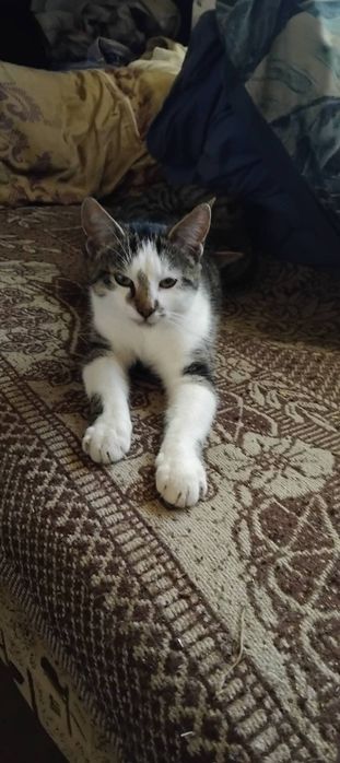 Oddam koty półroczne