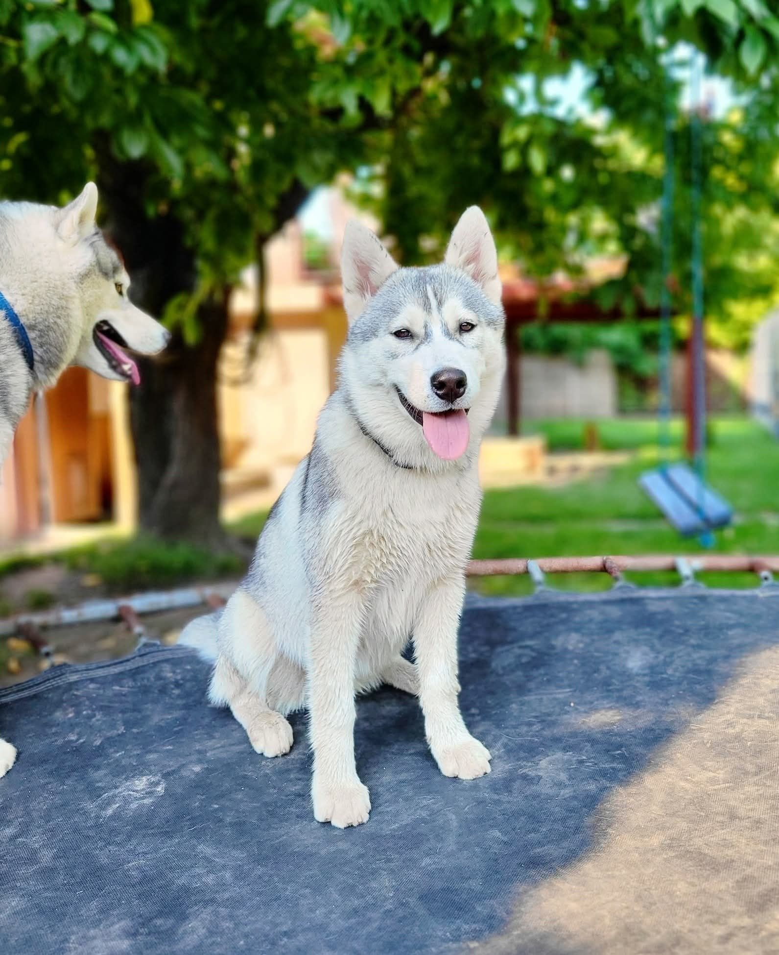 Śliczna sunia Hati Siberian Husky zkwp fci