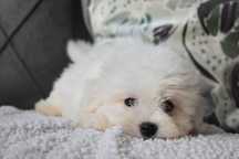 Bichon maltês.  Maravilhoso. Branco. Menino.