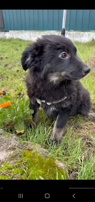 Шукає родину цуценя