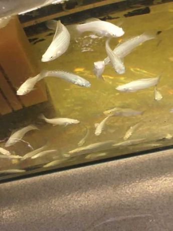 Molinezja żaglopłetwa wysyłka ryby