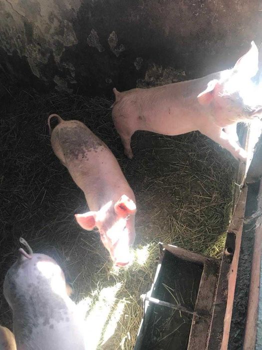 Продаємо свиней та поросят