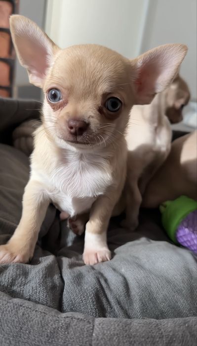 Chihuahua piesek