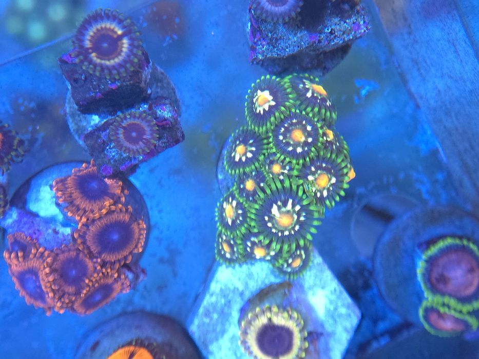 Corais de agua salgada zoantus