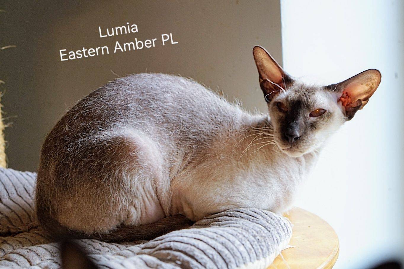 Peterbald koteczka dorosła gotowa do zmiany domku