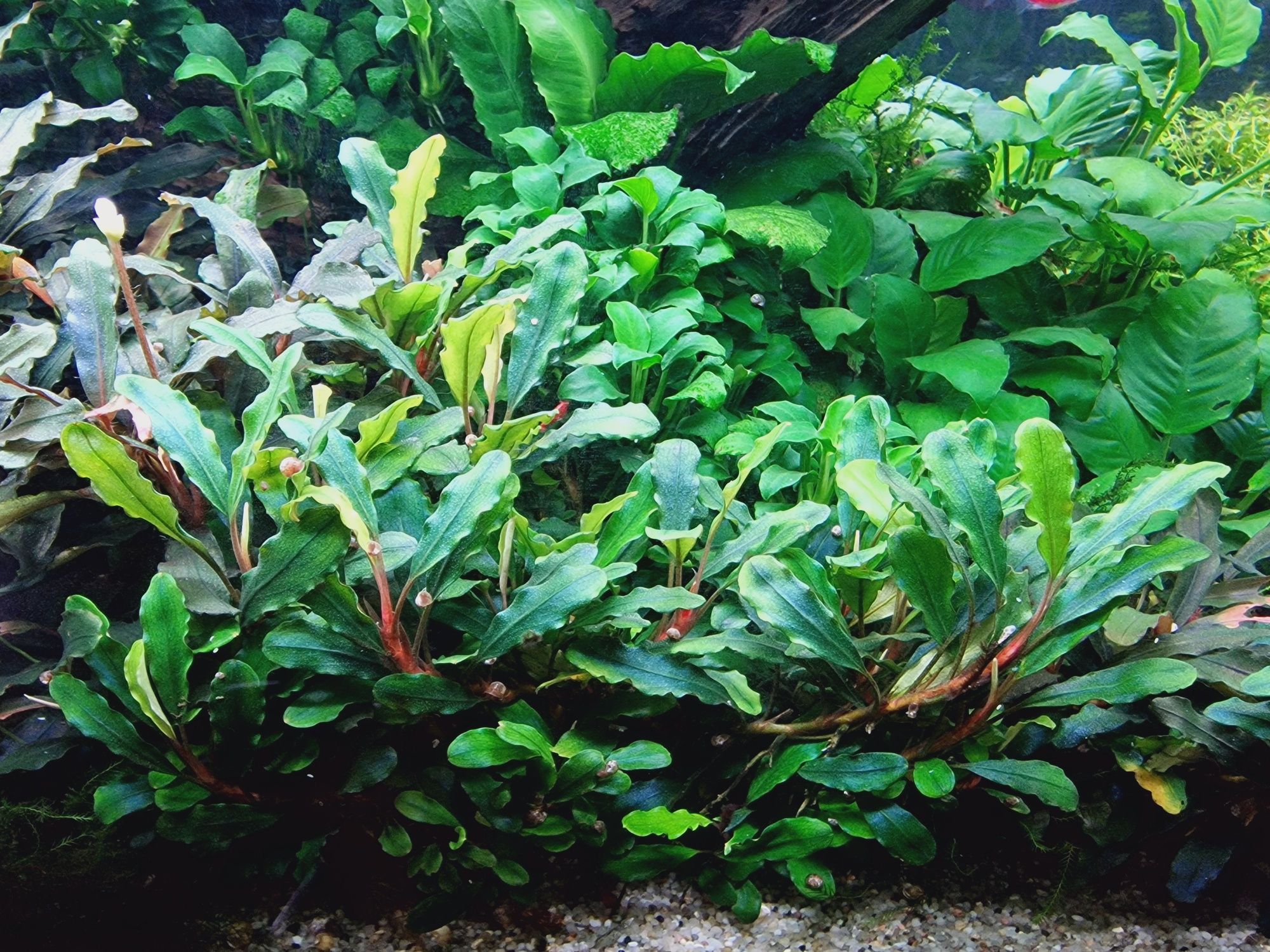 Bucephalandra rożne 4 odmiany - 10szt. Sadzonek