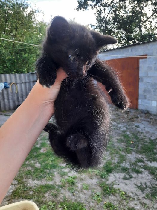 Безкоштовно кошенята