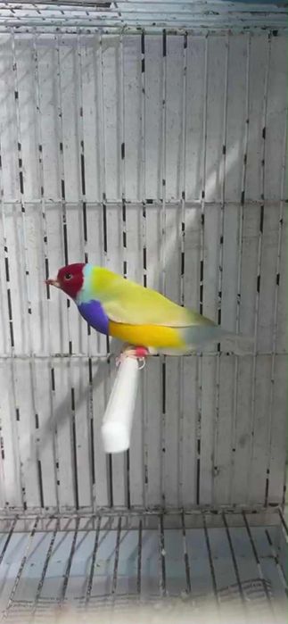 Aves diamante de gould