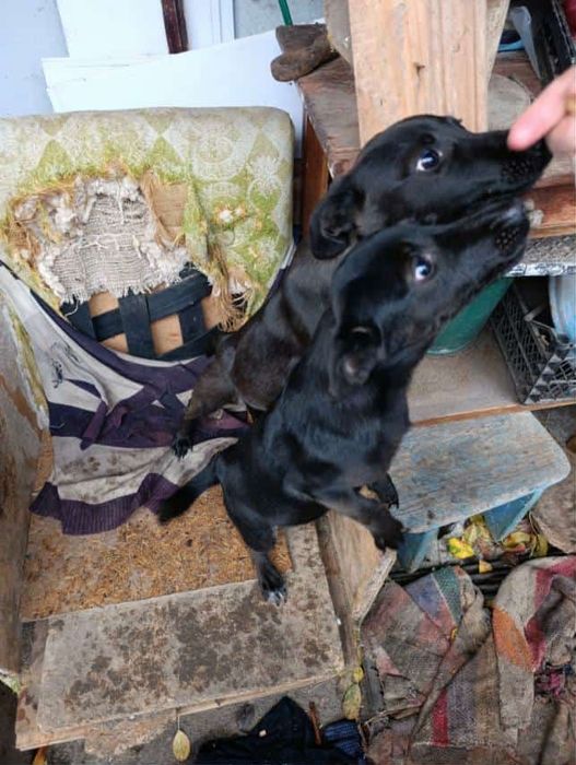 Цуценятки шукають свій дім і любляче серце