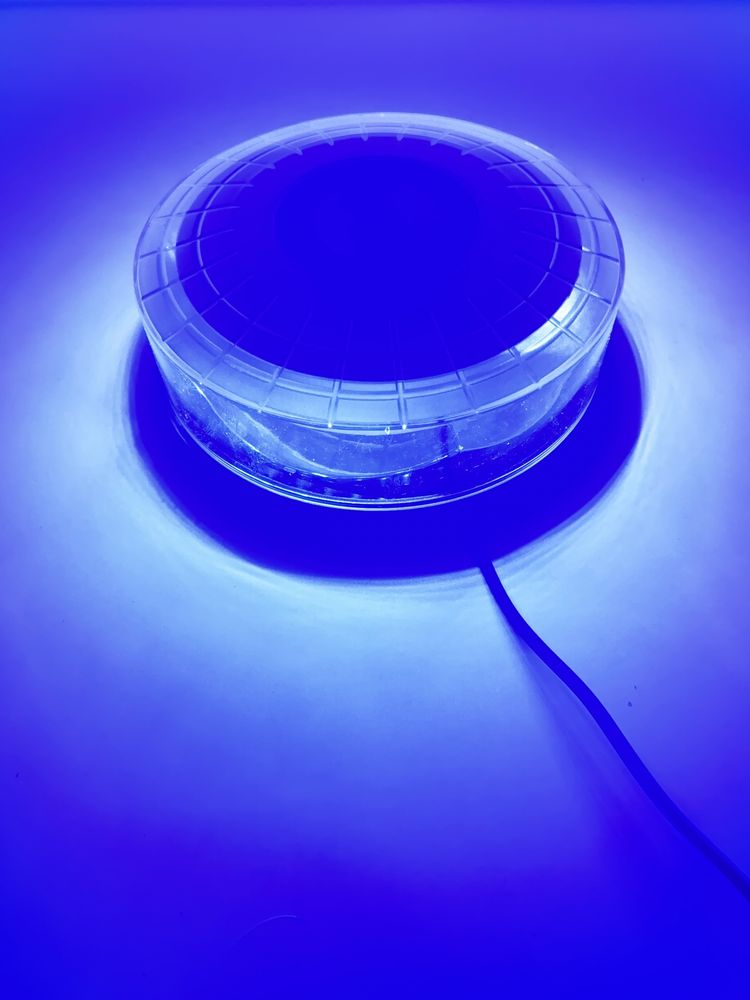 Kogut niebieski stroboskop LED 12 trybów 7cm wysokość 12-24V