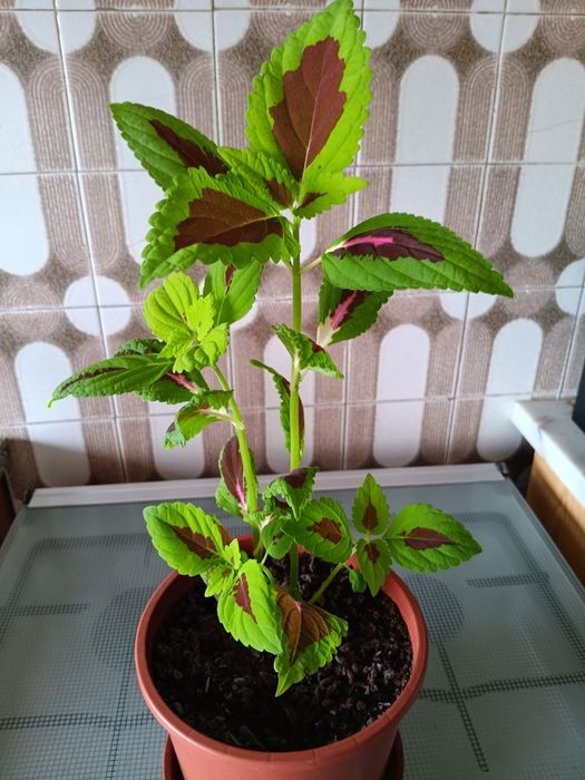 Plantas de interior  e exterior