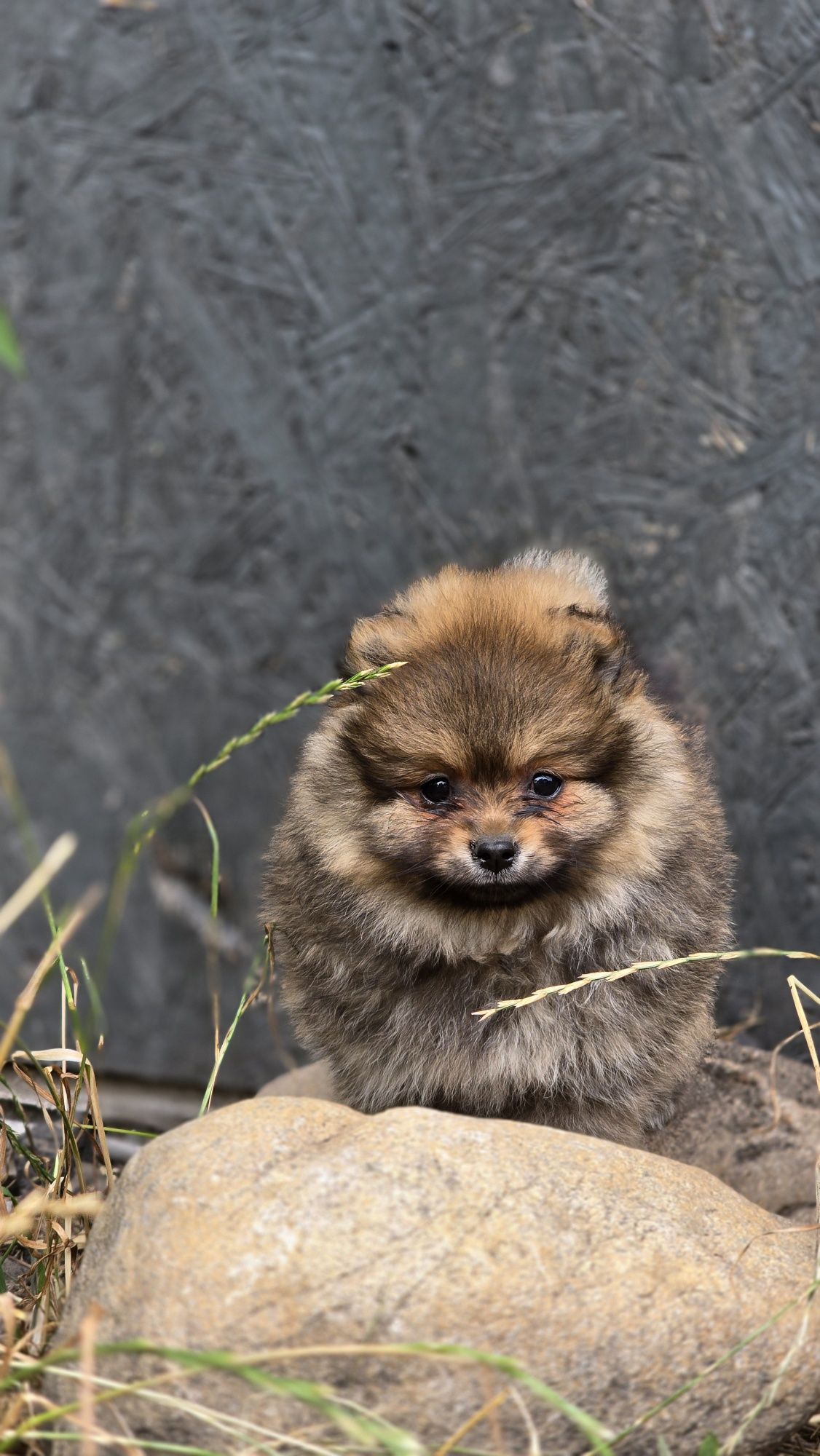 Pomeranian cudowna suczka